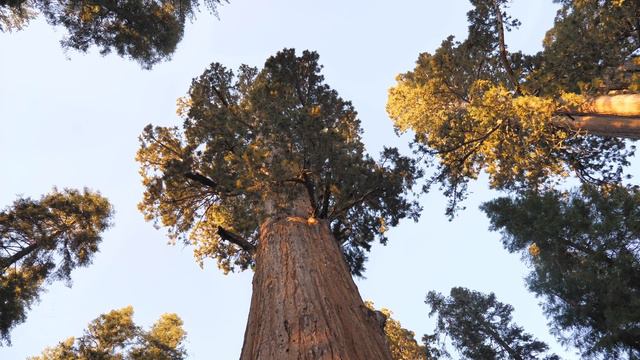 Sequoia National Park 4K | Sequoia 4K | Kings Canyon 4K | Moro Rock смотреть онлайн
