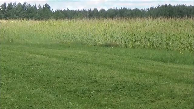 Mowing our largest yard with the Tiger Cub & Tiger Cat, Today's Events Vlog 23 смотреть онлайн