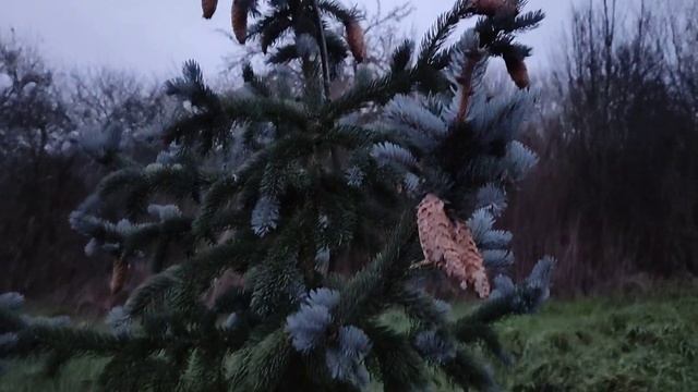 Свои семена смотреть онлайн