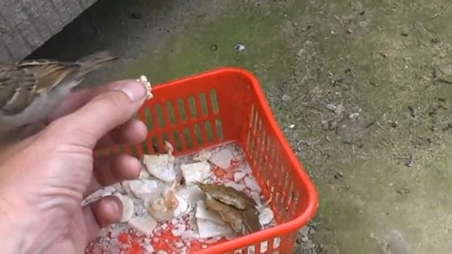 Ручной воробей (часть 1) смотреть онлайн