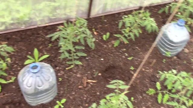 Помидоры из дохлой рассады во второй теплице. смотреть онлайн