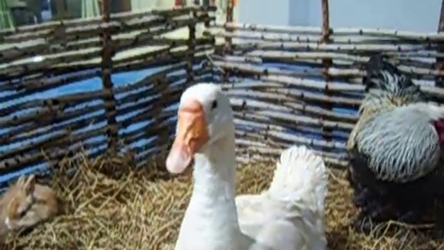 8(965)380-13-11 - Гуси в выездном зоопарке смотреть онлайн