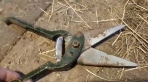 Инструменты для стрижки копыт козам