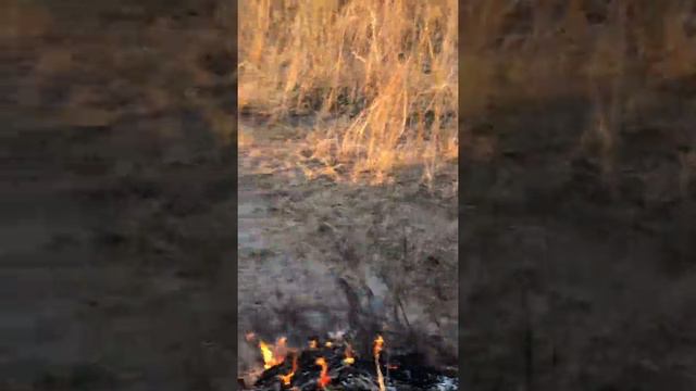 Зяба братск смотреть онлайн