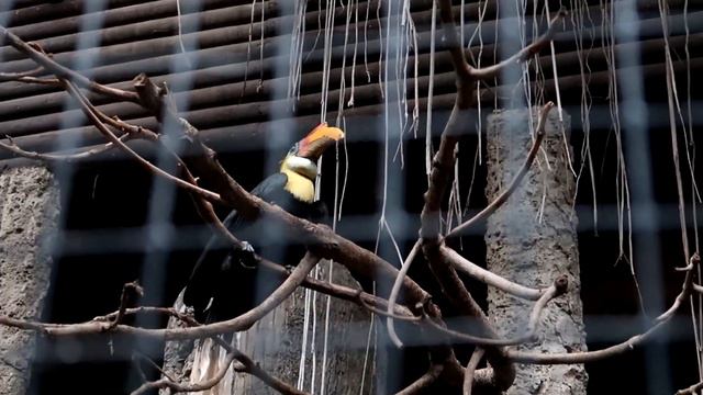 Chester Zoo | Endangered Animals, Birds and a Look at the Gift Shop смотреть онлайн