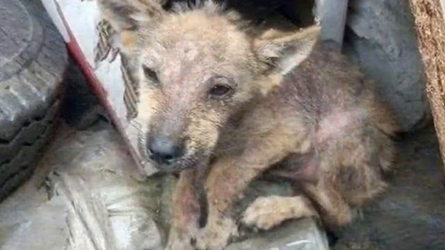 Через три месяца ее было не узнать… смотреть онлайн