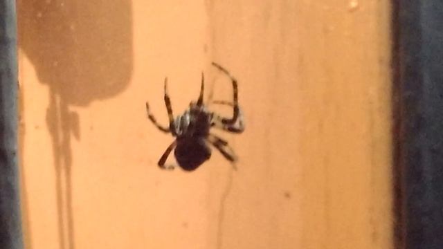 Паук-крестовик плетет паутину A spider web смотреть онлайн