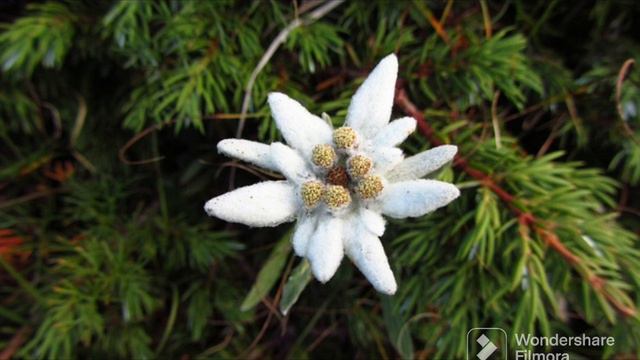 'Edelweiß' | Copper Flute (Low C) смотреть онлайн