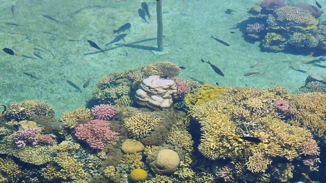 Эйлат. Eilat. אילת. Кормим акул. Самые опасные в мире рыбы. смотреть онлайн