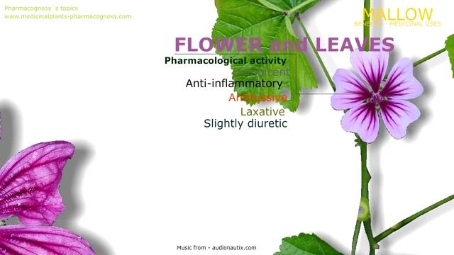 Mallow. Health benefits of the Malva Sylvestris (Mallow plant) смотреть онлайн