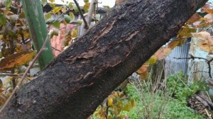 Болезни яблони. Черный рак (черные,обугленная кора )