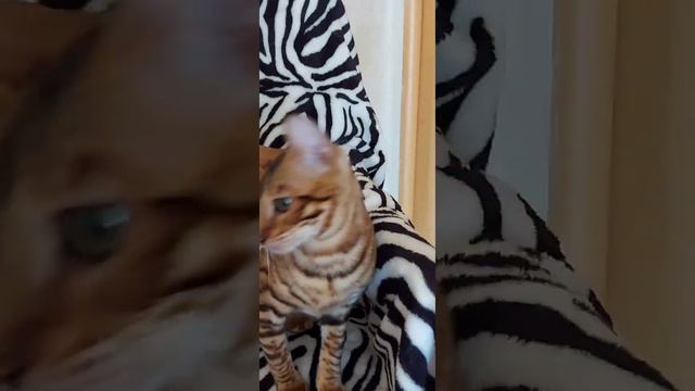 тойгер. смотреть онлайн