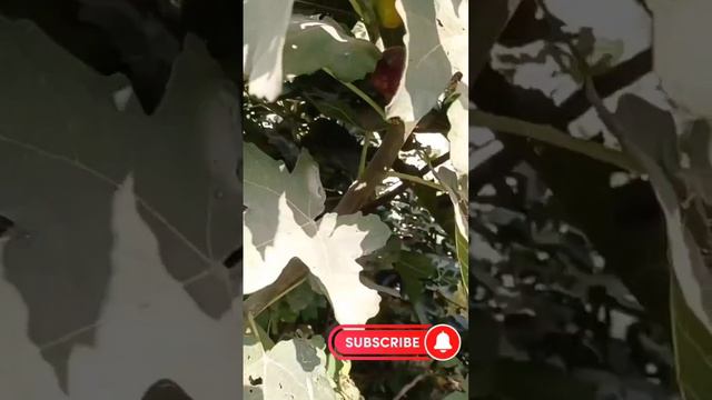 Даже поздней осенью даёт урожай! смотреть онлайн