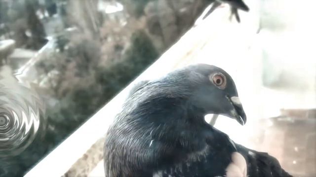 Похмельный голубь смотреть онлайн