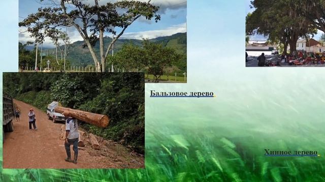 Амазонская низменность. Особенности природы Амазонии. География 7 класс. смотреть онлайн