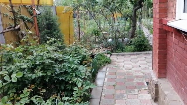 Лягушки в дворовом пруду: здоровая экология