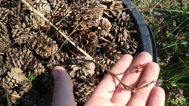 Посадка голубики. Часть 2. смотреть онлайн