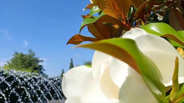 Магнолия Грандифлора