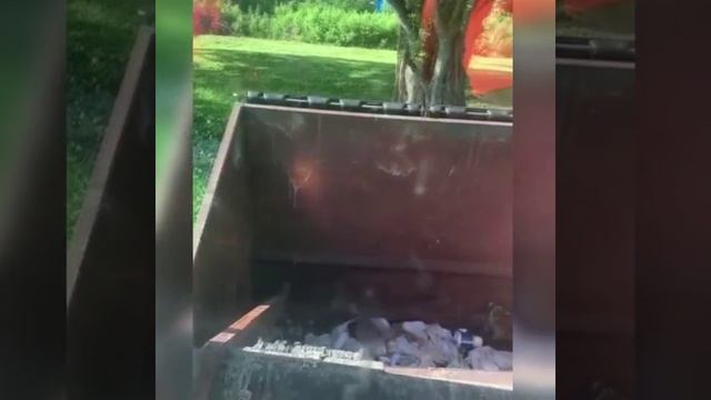 спас енотов смотреть онлайн