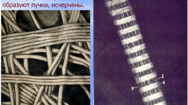 соединительная ткань смотреть онлайн