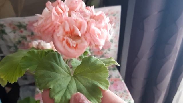 Распустилась Денис Сутарве пеларгония - розочка