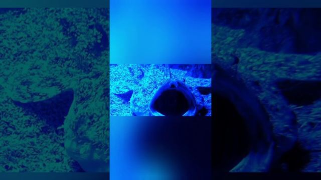 морской чёрт или удильщик. интересные факты смотреть онлайн