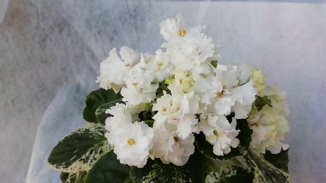 ЛЕ-Белая камелия смотреть онлайн