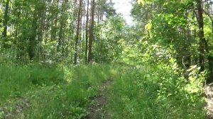 Лес красоты