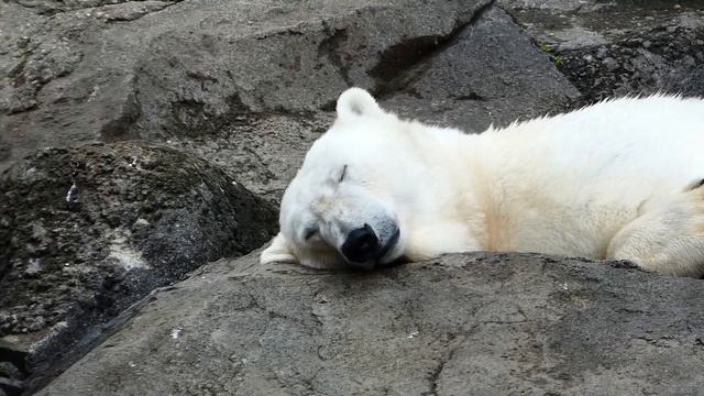 Superzoom schlafende Eisbär Dame im Tiergarten Zoo Schönbrunn (Ursus maritimus) Polarbär. Nora fz82 смотреть онлайн