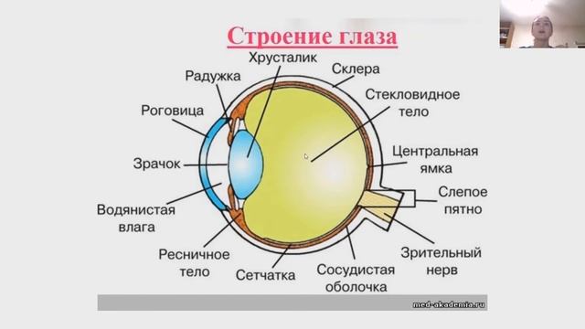 Зрительный анализатор. Строение глаза смотреть онлайн