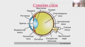 Зрительный анализатор. Строение глаза