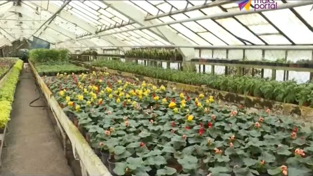 Сочи и в середине декабря сохраняет свой цветущий вид смотреть онлайн
