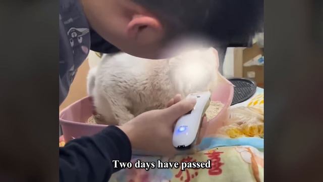 A stray cat with a burst eyeball, Run in circles on the street, Until it dies! смотреть онлайн