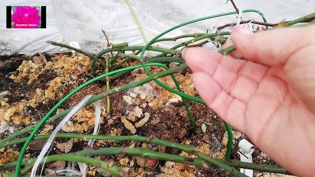 РОЗЫ. Санитарная обрезка смотреть онлайн