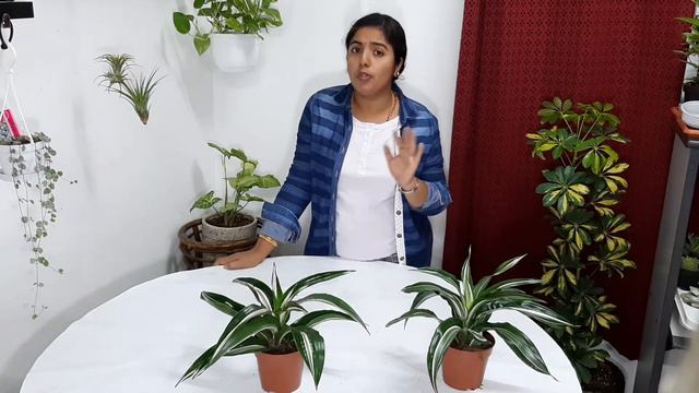 Dracaena Fragrance Jade Jewel Plant Care(English)