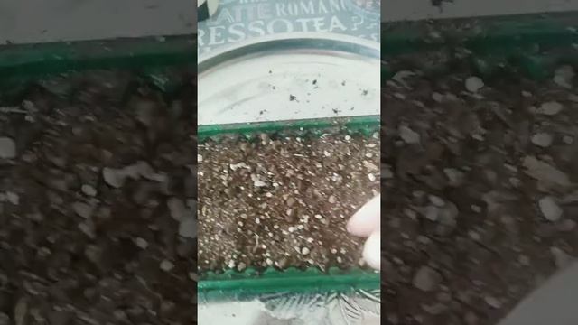 Как вырастить травку для кошек дома смотреть онлайн