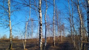 Народные приметы на 5 марта-ДЕНЬ ЛЬВА.НЕ смотрите на звезды