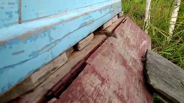 Пчёлы вернулись в улий смотреть онлайн