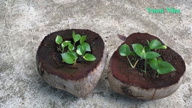 Cách nhân giống cây trầu bà | Golden Pothos | Epipremnum aureum смотреть онлайн