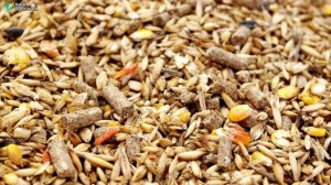 Разведение куропаток. Бизнес идея