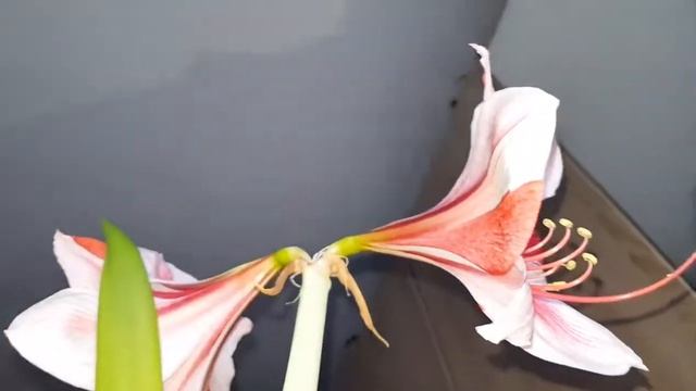 Hippeastrum GERVASE - Amaryllis смотреть онлайн
