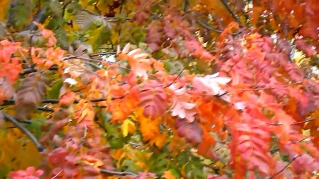 Александр Сидорин – Август выдохся (стихи Олега Чабана, муз. Александра Сидорина) смотреть онлайн