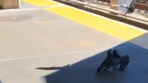 Короткая голубиная любовь..mp4 смотреть онлайн