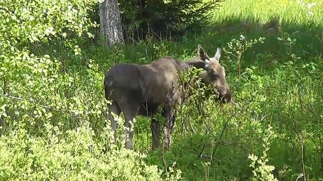 Молодой Лось, кушает и отдыхает на природе ?? смотреть онлайн