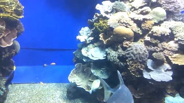 Кормление акул в эйлатском аквариуме смотреть онлайн