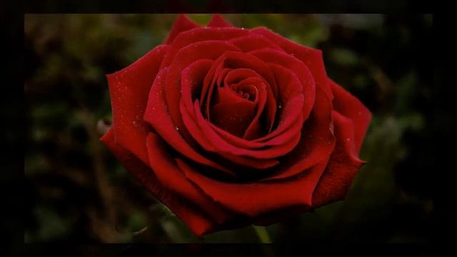 Красивые Розы на параде цветов! Отдых среди самых красивых роз (Крым) Никитский Ботанический Сад! смотреть онлайн