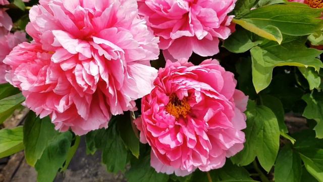 Tree Peony - Yu Ji Yan Zhuang 2021 смотреть онлайн