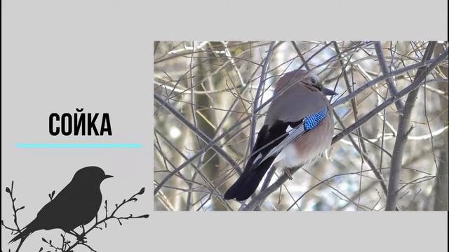 «Мы молодой весны гонцы» смотреть онлайн