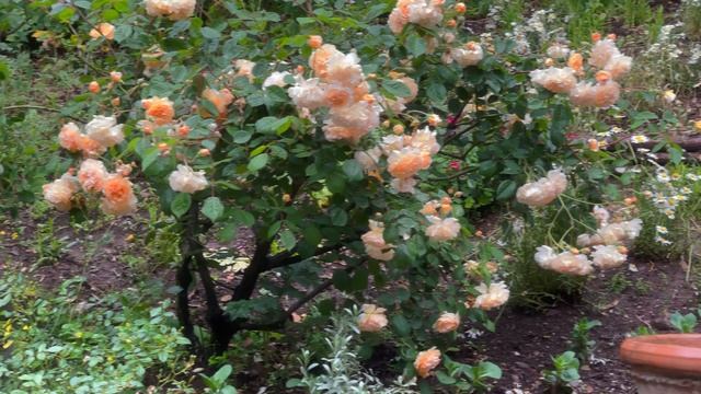 Hybrid musk rose - Buff Beauty смотреть онлайн