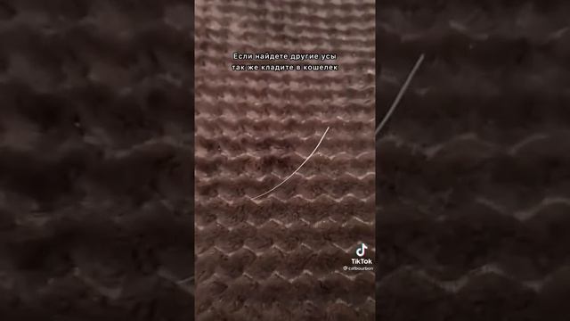 ЛУЧШЕ НЕ ВЫБРАСЫВАТЬ УСЫ КОШКИ. #золотаяшиншилла смотреть онлайн